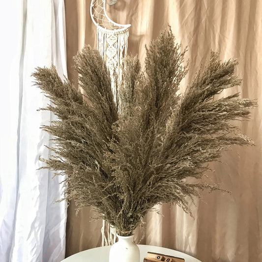 Featherfawn - pampas dried flowers